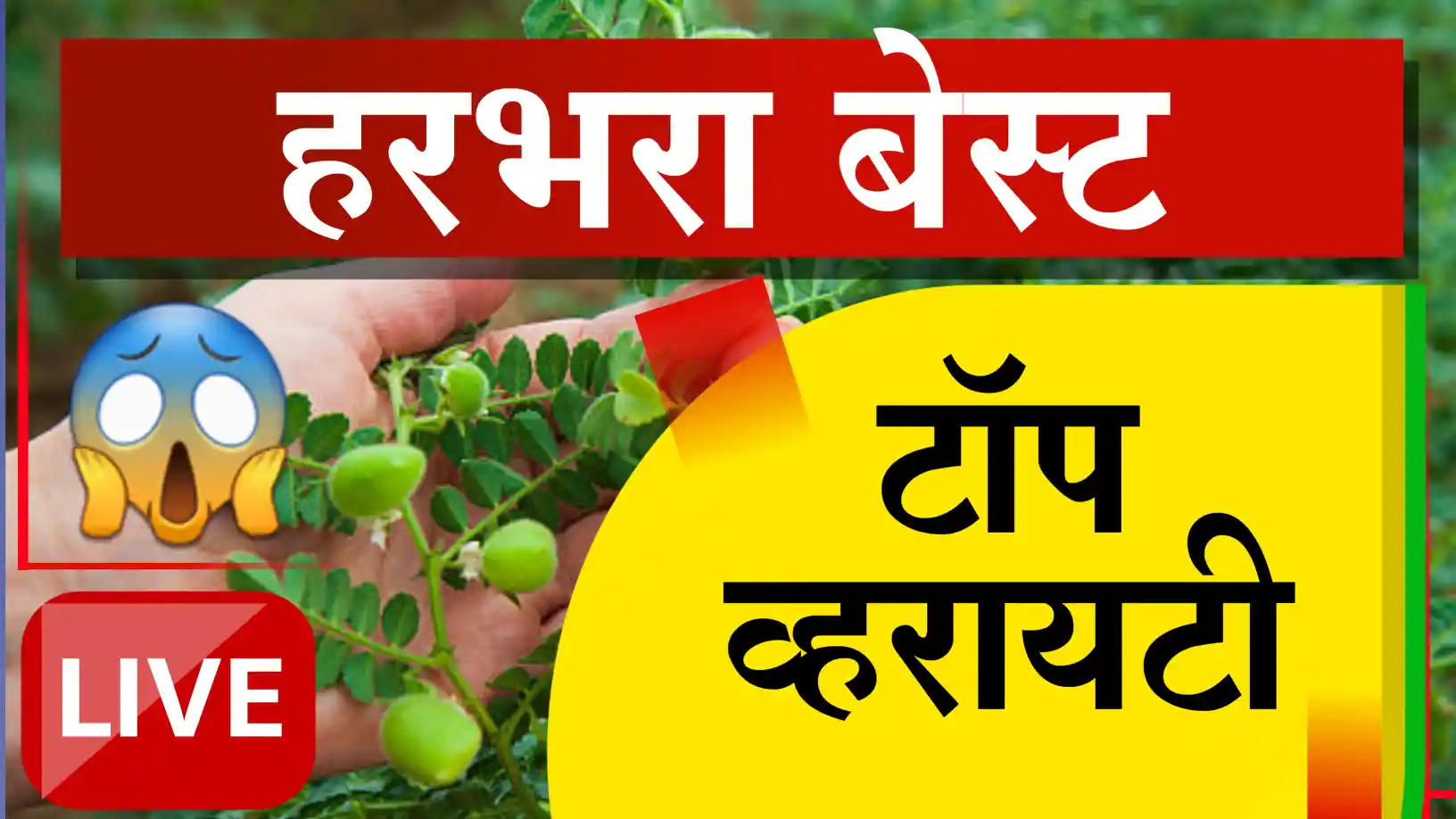 टॉप हरभरा जाती