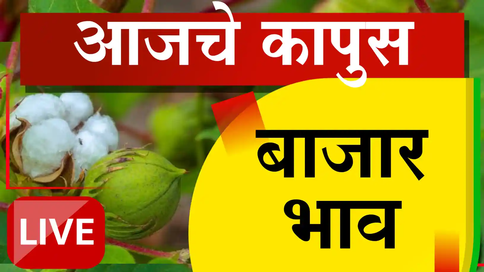 कापसाला देशात किती मिळतोय दर