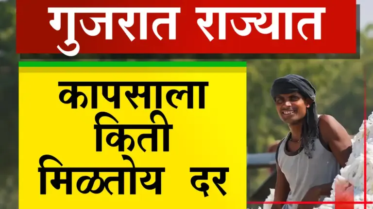 पहा गुजरात राज्यात कापसाला किती मिळतोय दर, कापूस दर उतरले का वाढले!