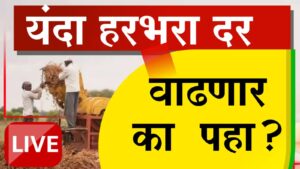 हरभरा दरात तेजी कायम राहणार? आयात घटली, सणासुदीची मागणी वाढणार; वाचा सविस्तर विश्लेषण