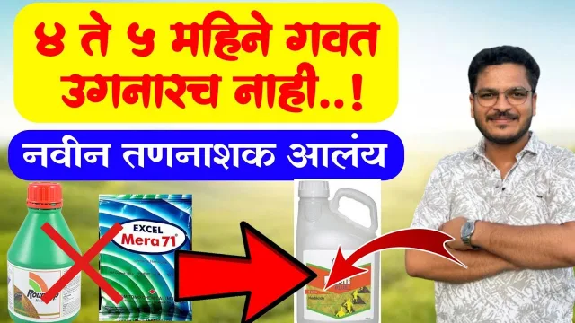 अलायन्स प्लस